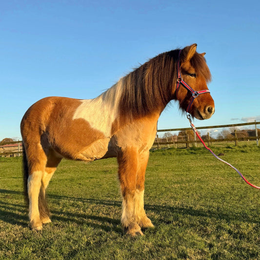 Alsvinnur sinaguenther-islandpferde