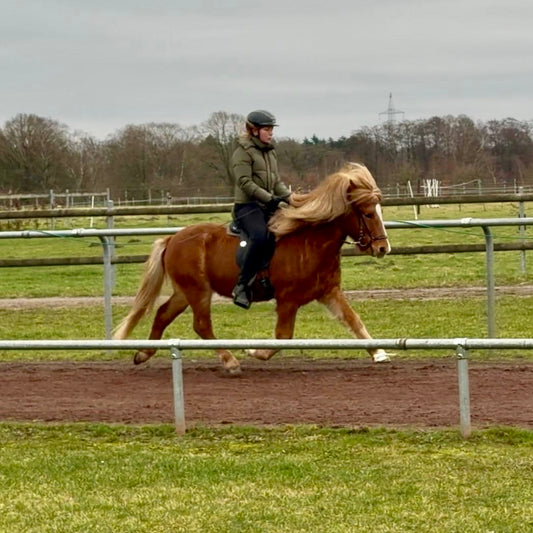 Astrikur sinaguenther-islandpferde