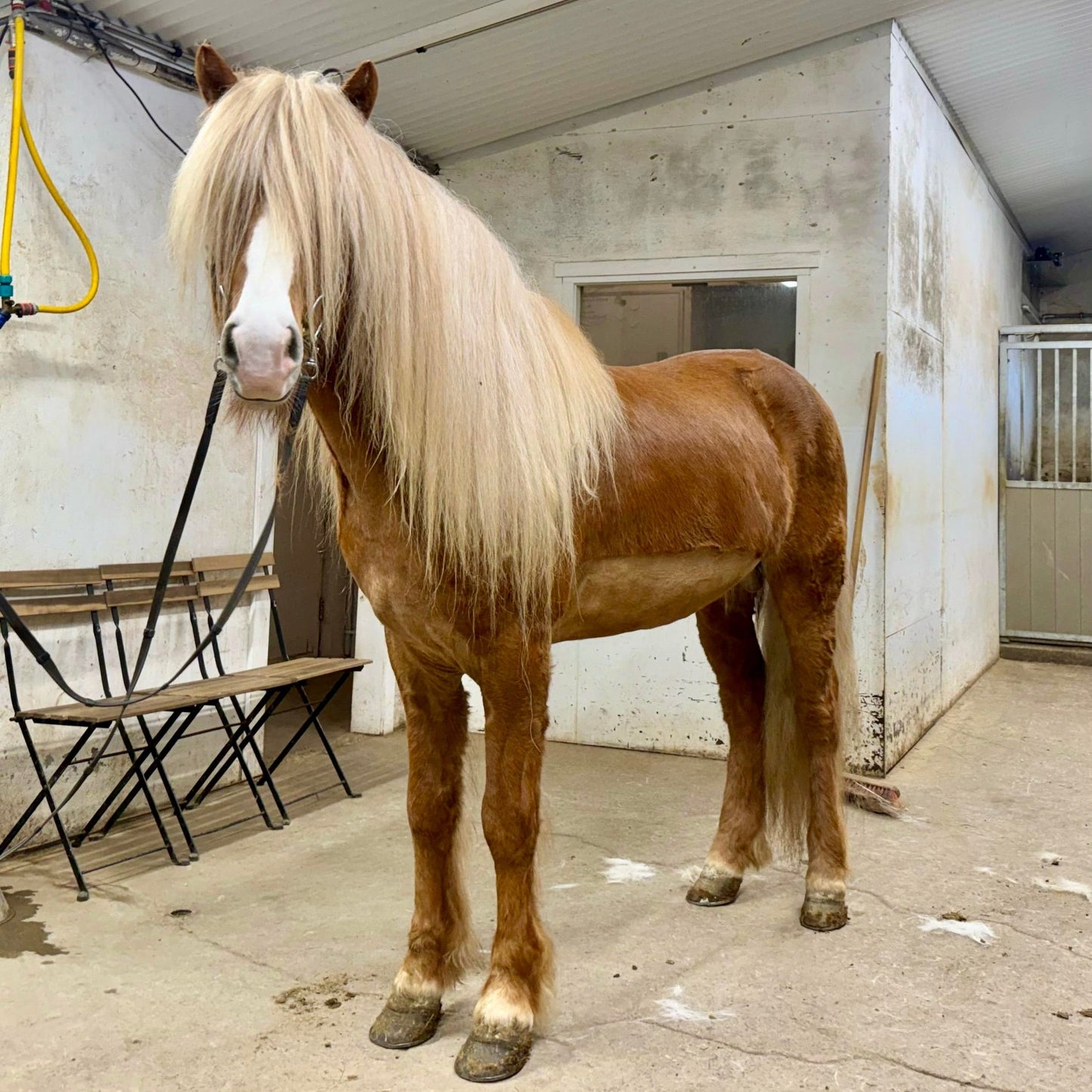 Atli sinaguenther-islandpferde