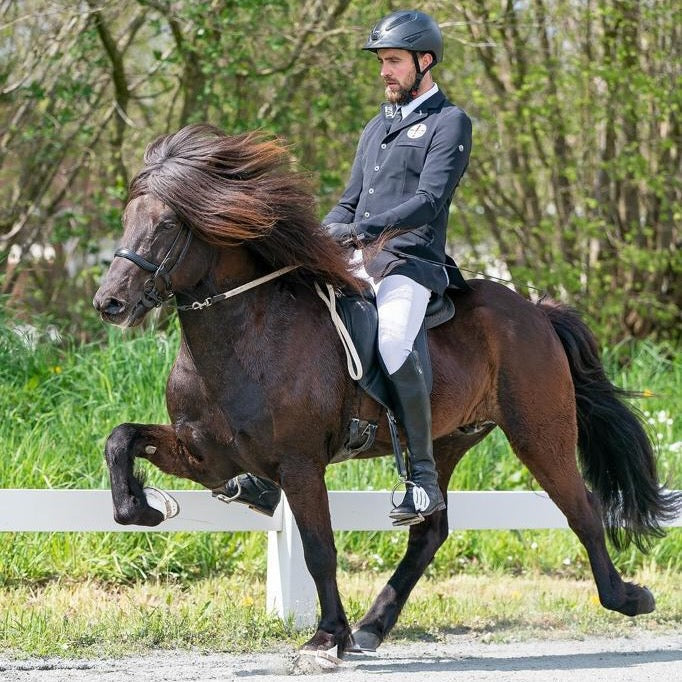 Blaer - ⭐️ First Price stallion for F1 and Pacetrack ⭐️ Preis auf Anfrage sinaguenther-islandpferde