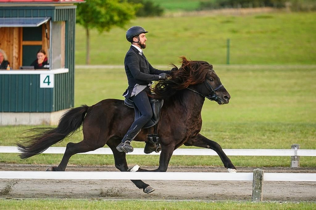Blaer - ⭐️ First Price stallion for F1 and Pacetrack ⭐️ Preis auf Anfrage sinaguenther-islandpferde