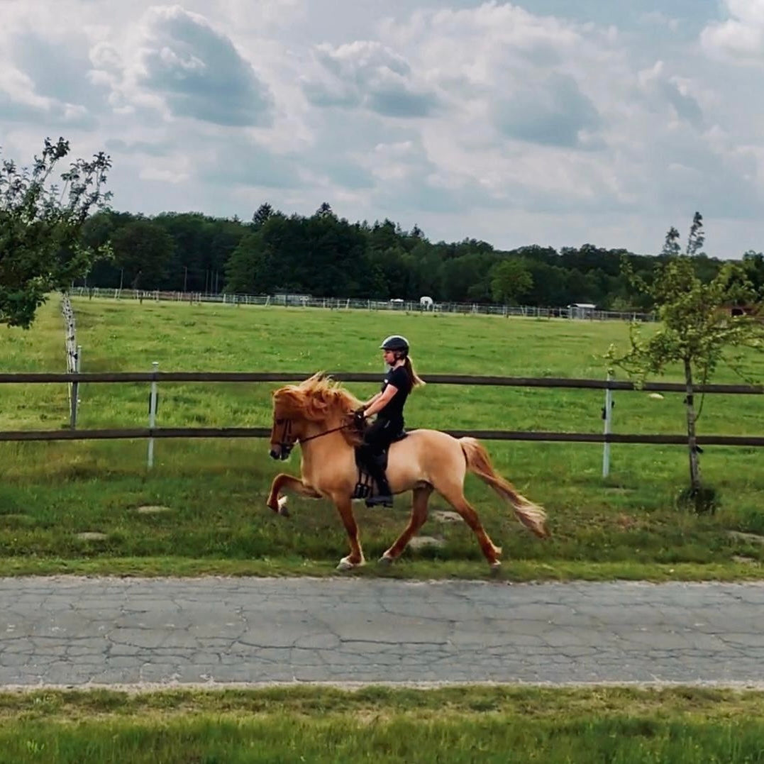 Deckhengst Bárdur Sólheimum sinaguenther-islandpferde
