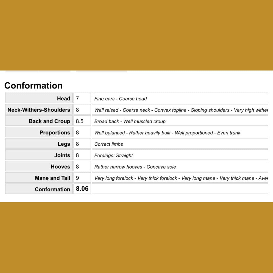 Deckhengst Galbjartur frá Hóli sinaguenther-islandpferde