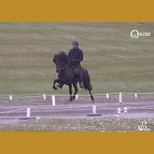 Deckhengst Hrafn frá Kvíarhóli sinaguenther-islandpferde