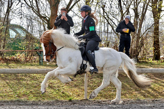 Deckhengst Jakob frá Ljósafossi sinaguenther-islandpferde