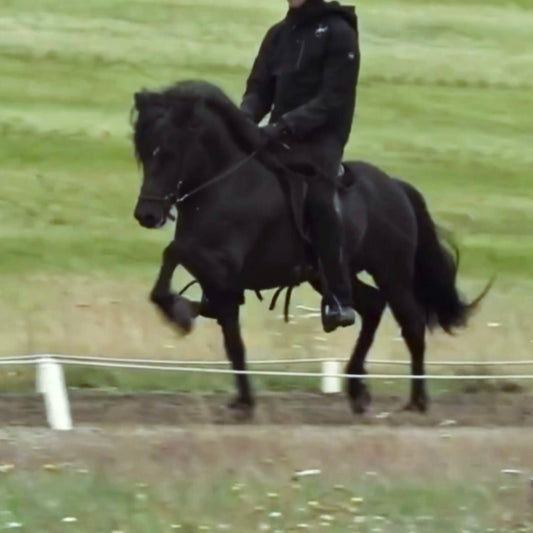 Deckhengst Kveikur frá Lundi sinaguenther-islandpferde