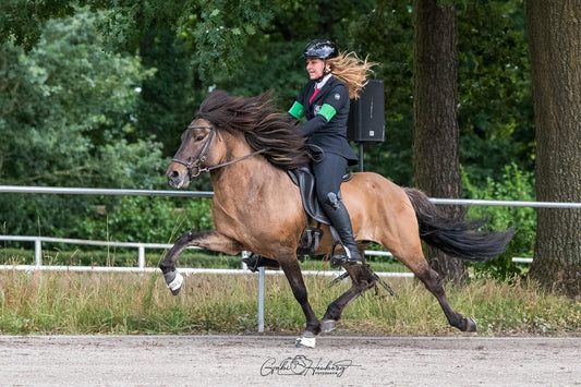 Deckhengst Njall vom Kronshof sinaguenther-islandpferde