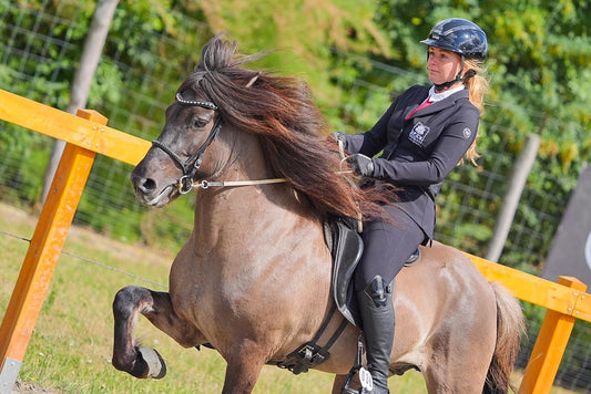 Deckhengst Njördur frá Feti sinaguenther-islandpferde