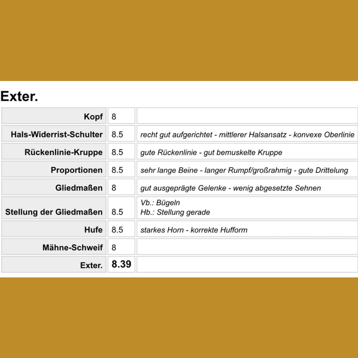 Deckhengst Nökkvi frá Hrísakoti sinaguenther-islandpferde