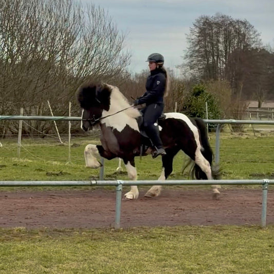 Deckhengst Ölvaldur frá Finnastöðum sinaguenther-islandpferde