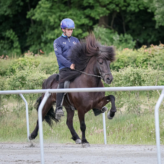 Deckhengst Sindri frá Skridu sinaguenther-islandpferde