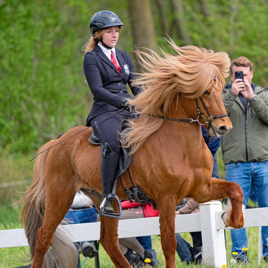 Deckhengst Söngur frá Stóra-Ási sinaguenther-islandpferde