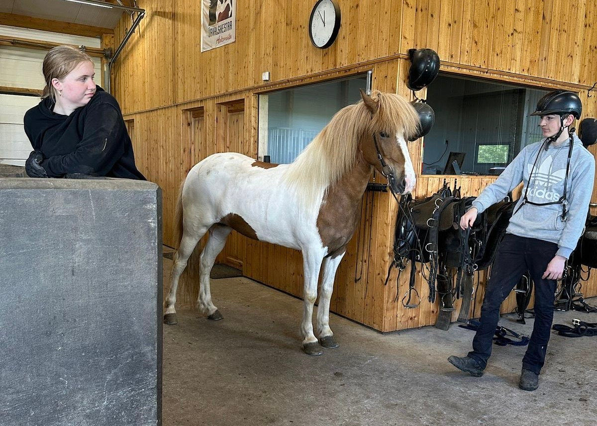 🌟 Exciting Lukku-Láki frá Stóra-Vatnsskarði daughter 🌟 sinaguenther-islandpferde