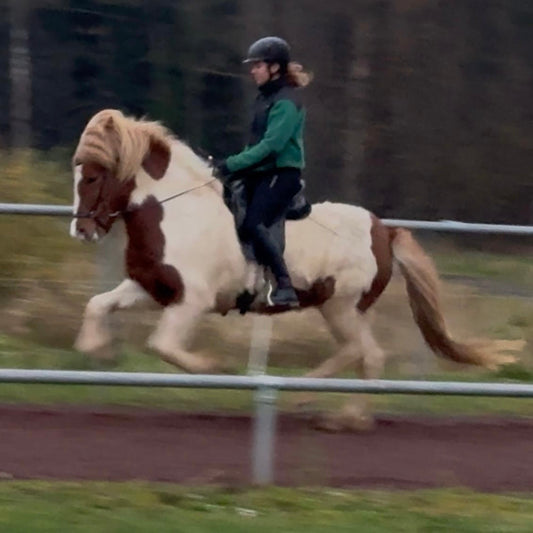 🌟 Exciting Lukku-Láki frá Stóra-Vatnsskarði daughter 🌟 sinaguenther-islandpferde