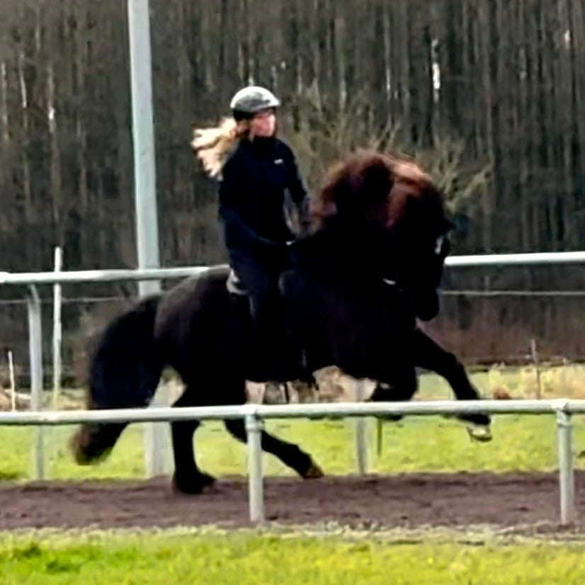 Flottur sinaguenther-islandpferde