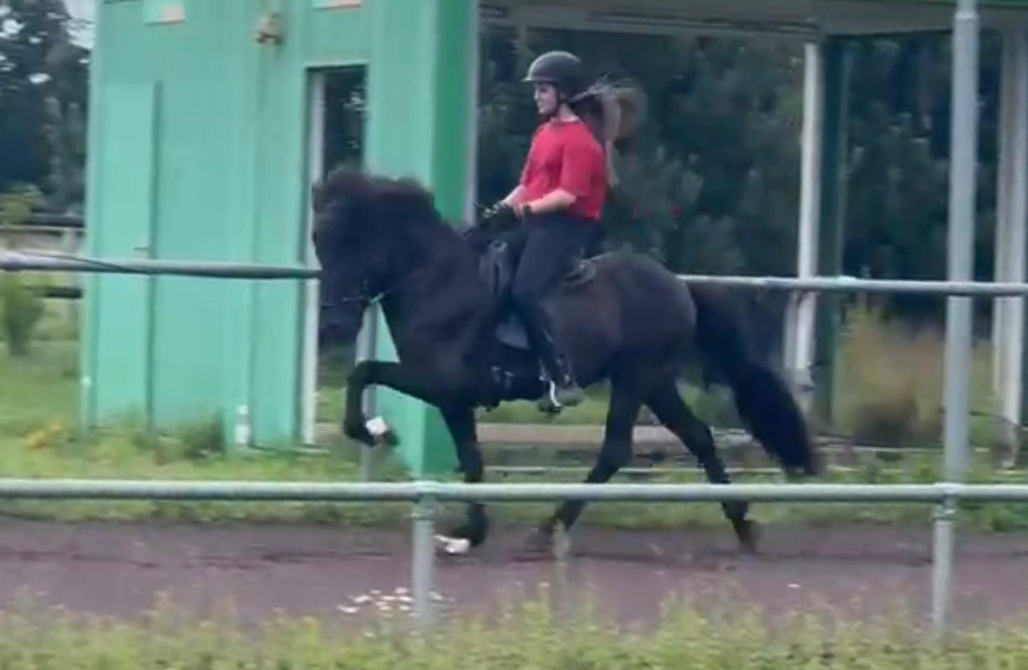 ⭐️ Futurity Star 🇩🇪⭐️ Preis auf Anfrage sinaguenther-islandpferde