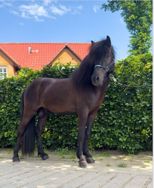 ⭐️ Futurity Star 🇩🇪⭐️ Preis auf Anfrage sinaguenther-islandpferde