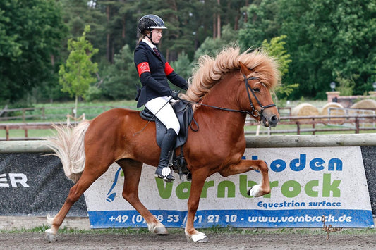 Futurity Star with TOP Material Preis auf Anfrage sinaguenther-islandpferde