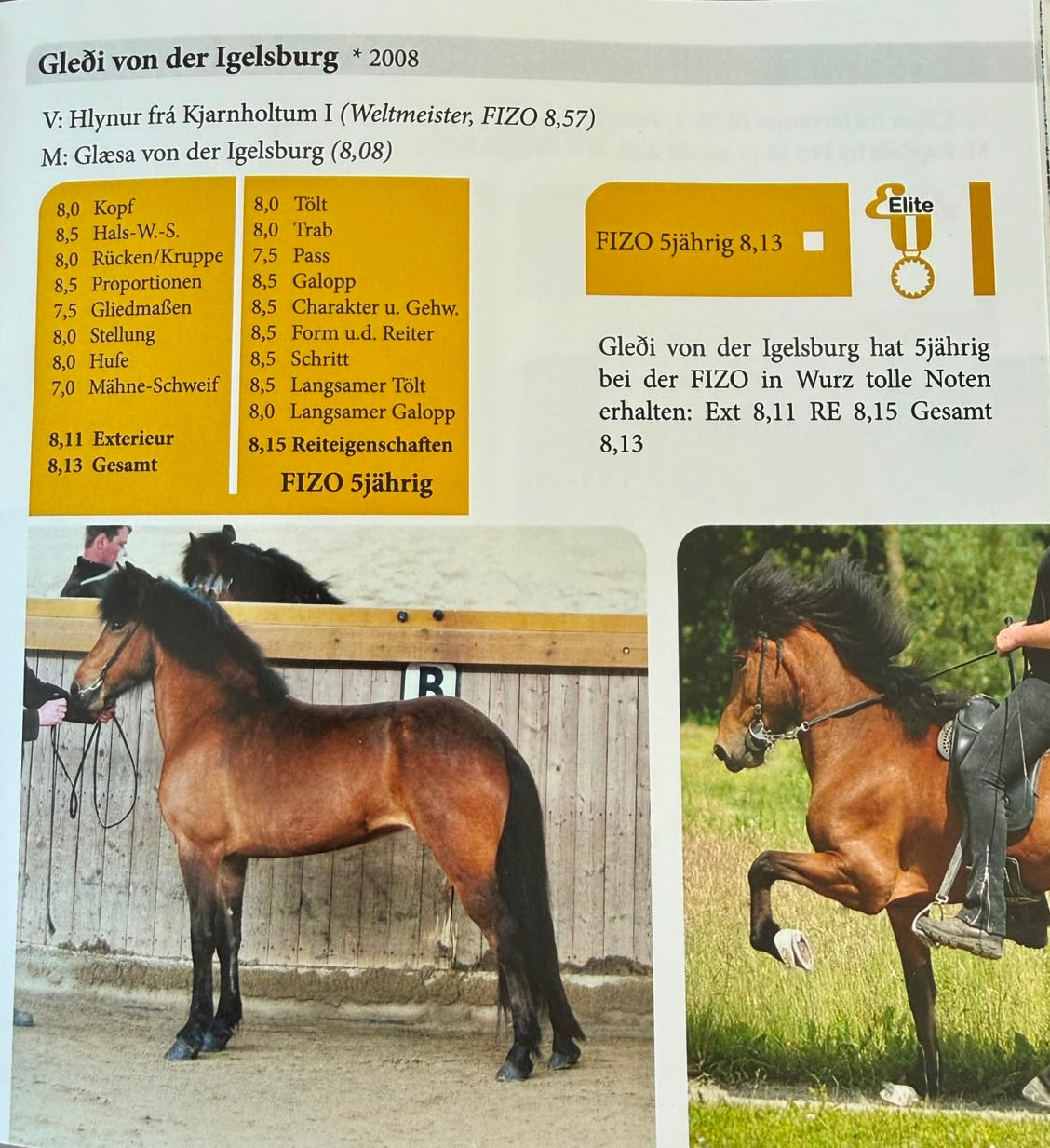 Glinga von der Igelsburg sinaguenther-islandpferde