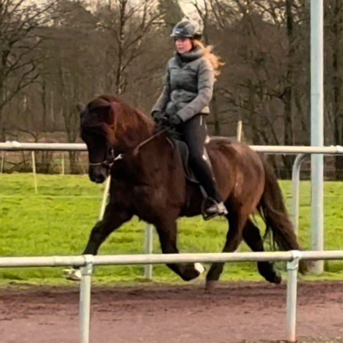 Greifi frá Slippen sinaguenther-islandpferde