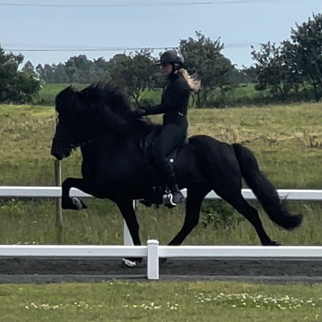 Hrafn - NEW SUPERSTAR FOR V1 and T1 sinaguenther-islandpferde