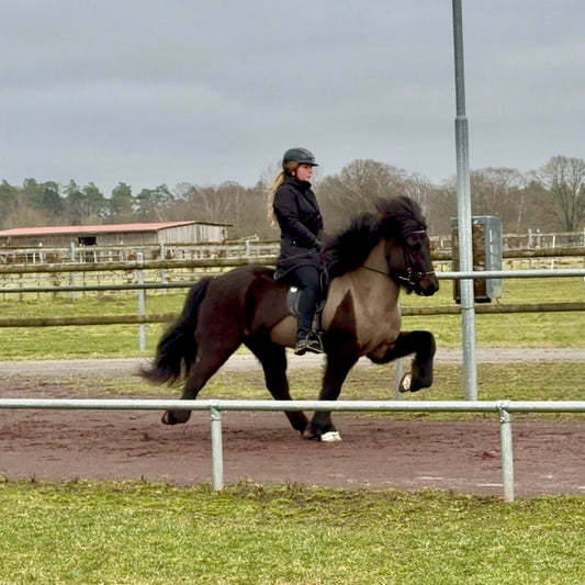 ⭐️ Hreimur ⭐️ sinaguenther-islandpferde