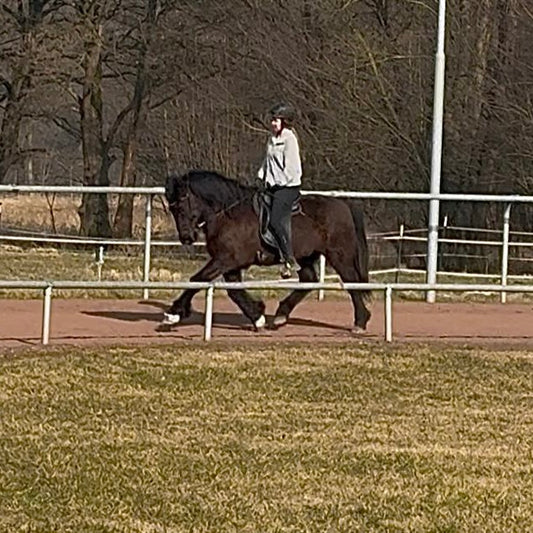 Hugmynd sinaguenther-islandpferde