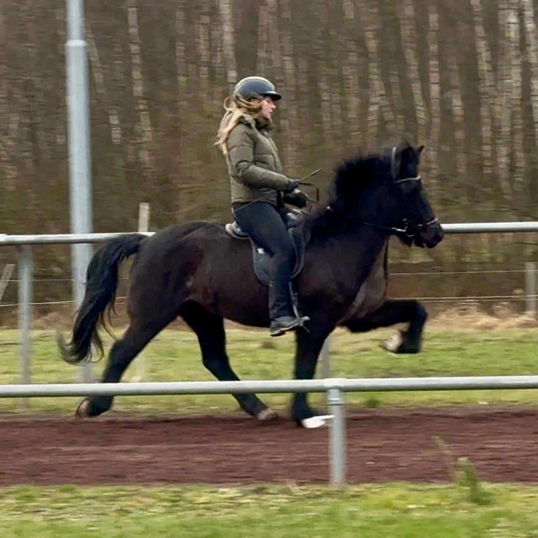 Játning sinaguenther-islandpferde
