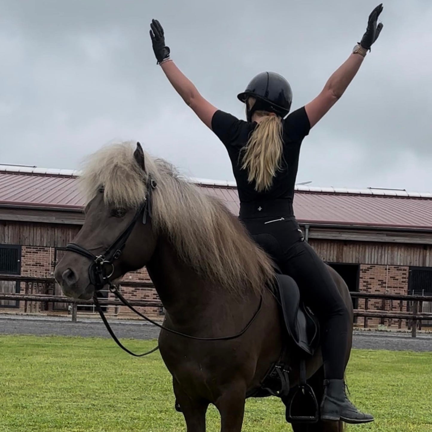 Kasmir frá Tvennu Preis auf Anfrage sinaguenther-islandpferde