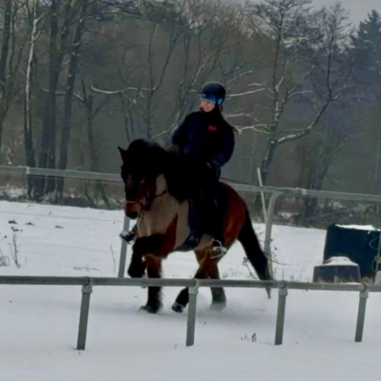 Kjarnar sinaguenther-islandpferde