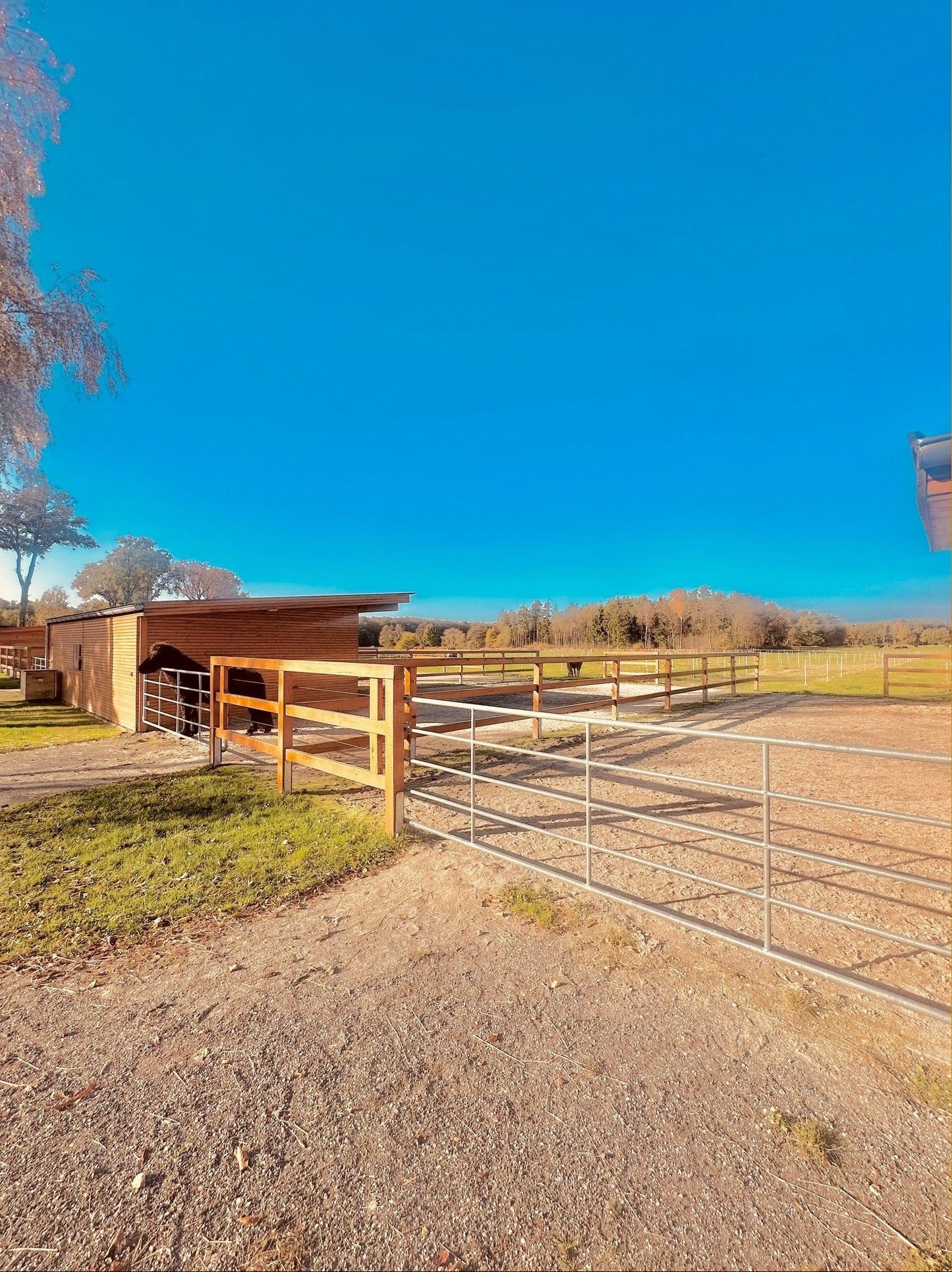 Kleingruppe Stuten und Wallache, 4-5 Pferde sinaguenther-islandpferde