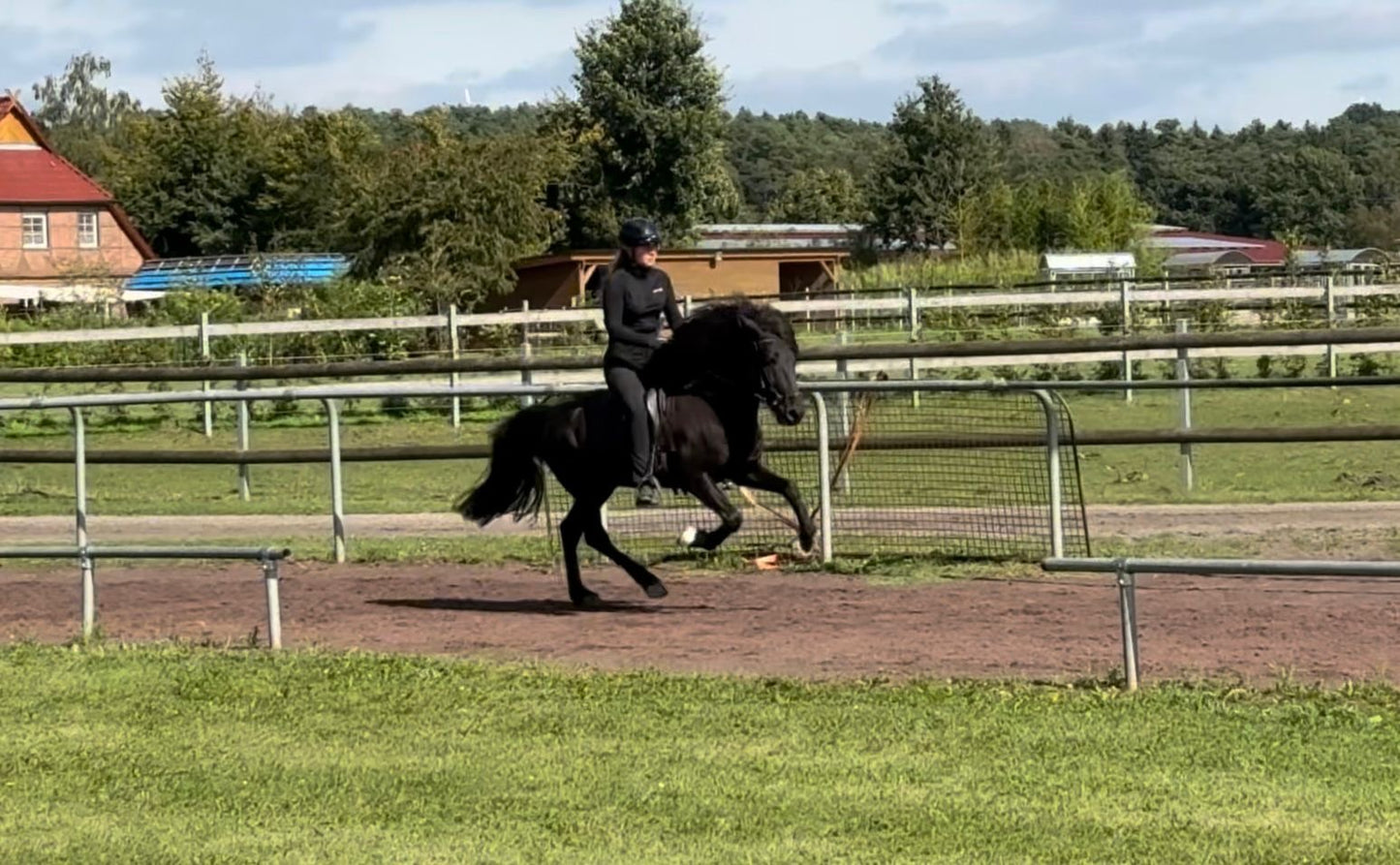 ⭐️ Kolbakkur ⭐️ sinaguenther-islandpferde