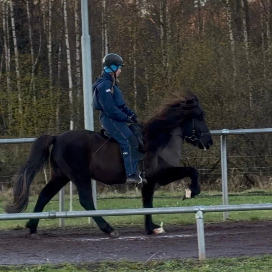 ⭐️ Kolbakkur ⭐️ sinaguenther-islandpferde