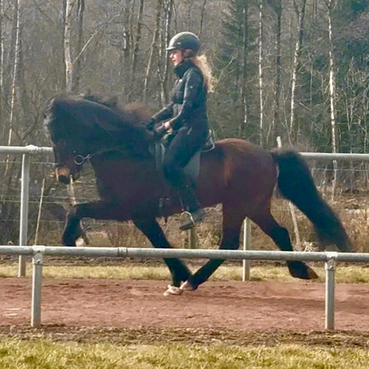 Nökkvi Preis auf Anfrage sinaguenther-islandpferde