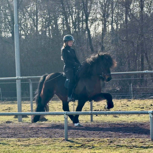Nökkvi Preis auf Anfrage sinaguenther-islandpferde