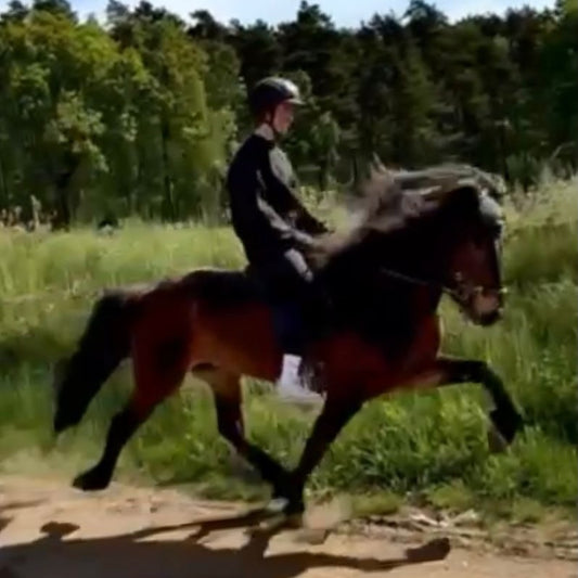 Nökkvi sinaguenther-islandpferde