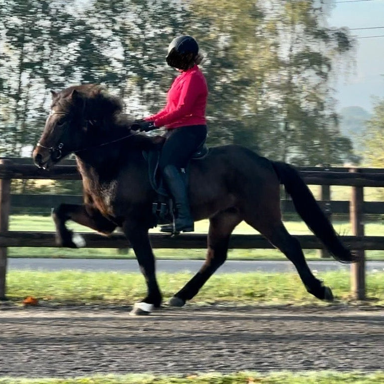 Rogantyr sinaguenther-islandpferde