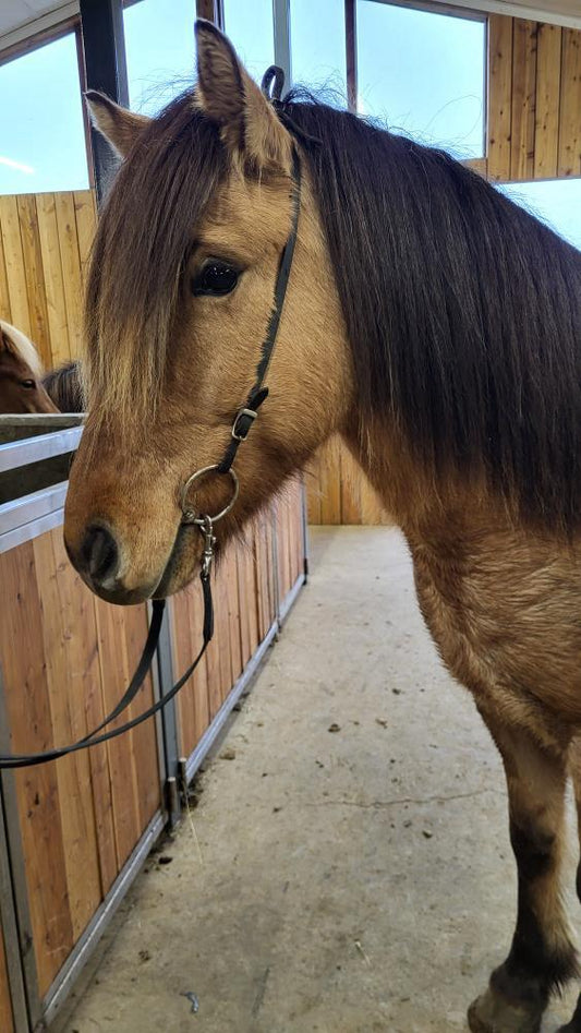 Spuni Preis auf Anfrage sinaguenther-islandpferde