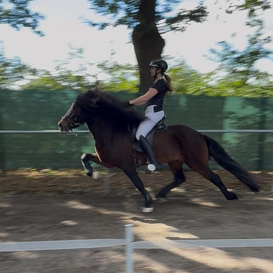 Stjörnufákur ⭐️ FIRST PRICE STALLION with 9.0 for pace ⭐️ Preis auf Anfrage sinaguenther-islandpferde