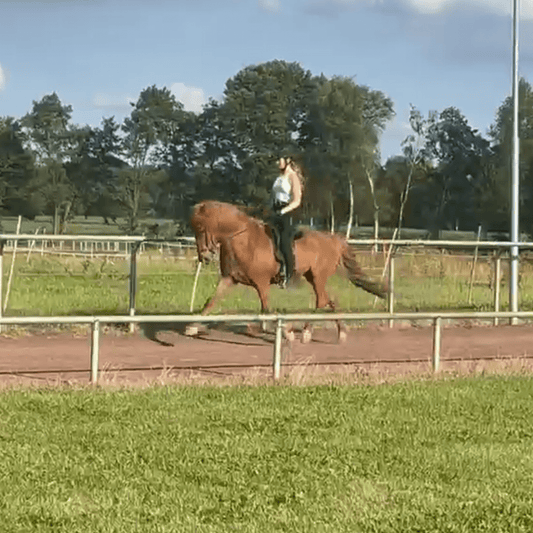 Stormur - XXL Gelding with TOP Potential sinaguenther-islandpferde