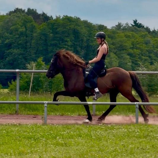 ⭐️ Talented Þráinn daughter ⭐️ sinaguenther-islandpferde