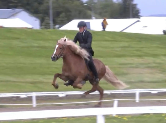 Top-Class FIZO STAR 🌟 Preis auf Anfrage sinaguenther-islandpferde