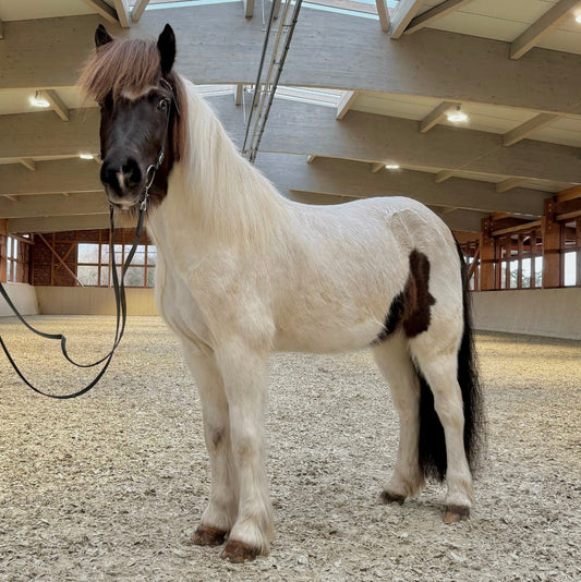 Viktor sinaguenther-islandpferde