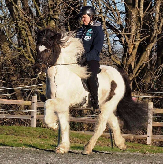 Viktor sinaguenther-islandpferde