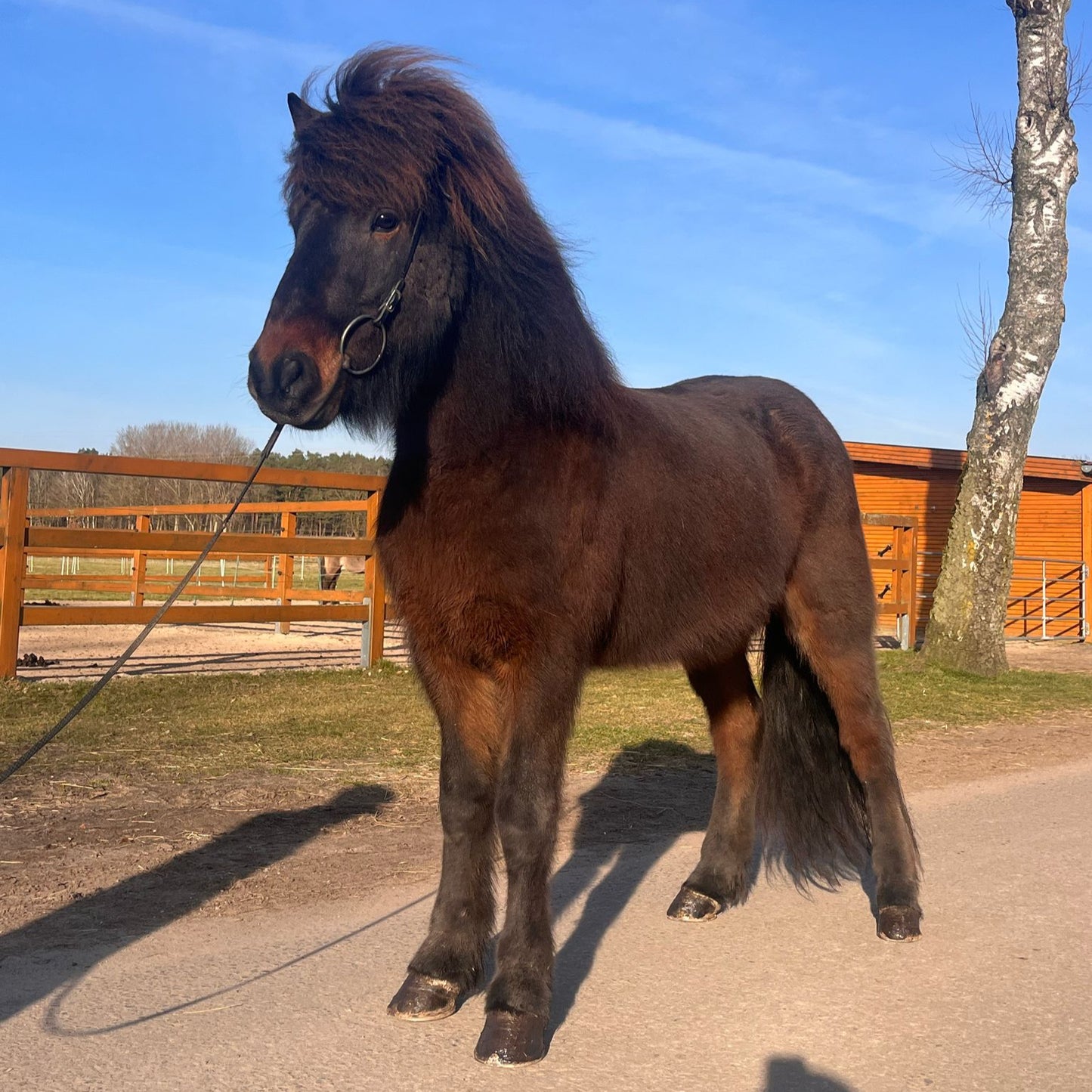 Viljar Preis auf Anfrage sinaguenther-islandpferde
