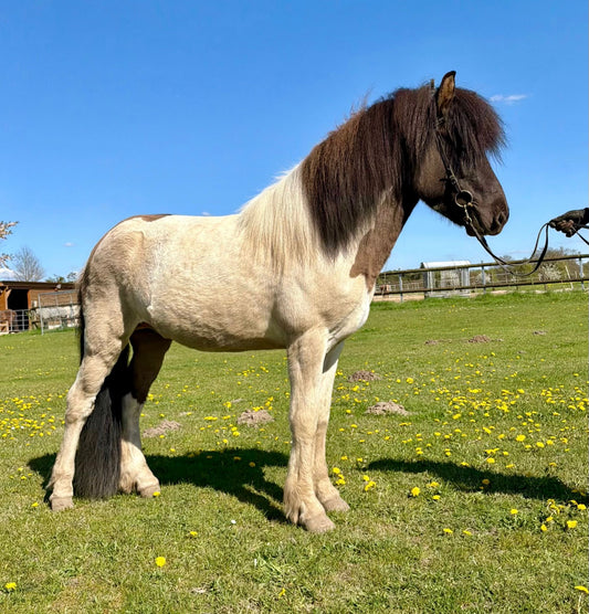 Young & talented X Factor Gelding sinaguenther-islandpferde