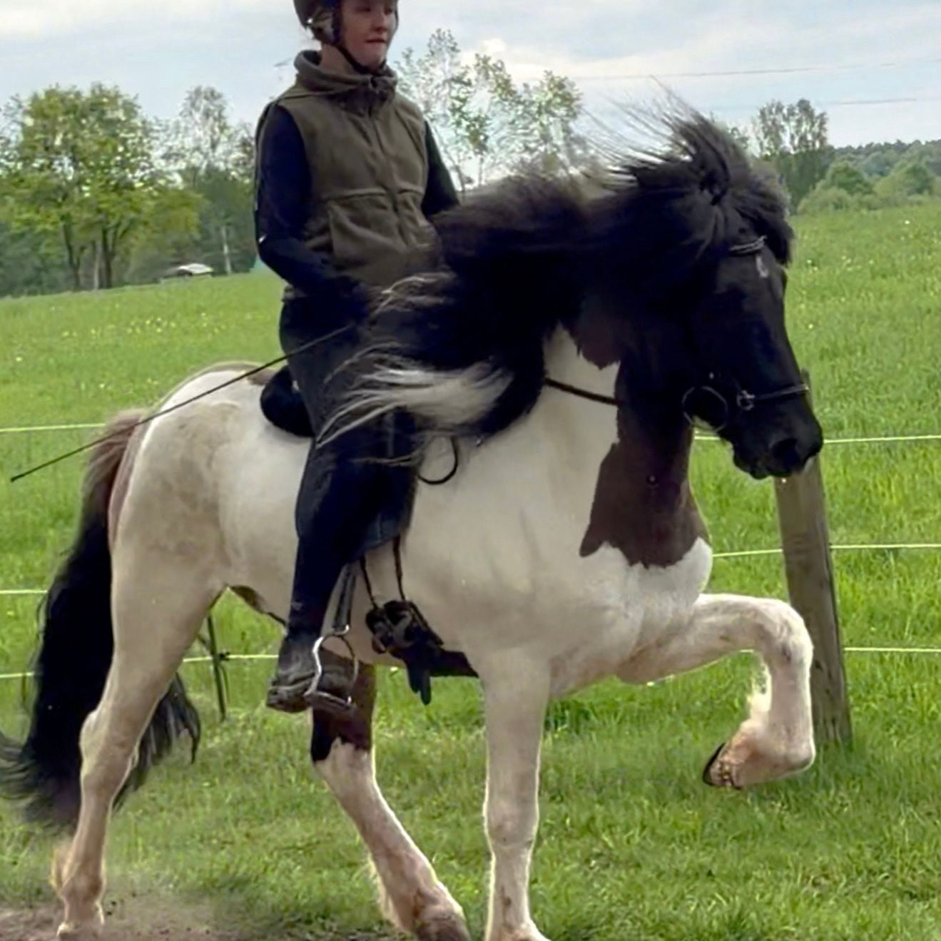 Young & talented X Factor Gelding sinaguenther-islandpferde