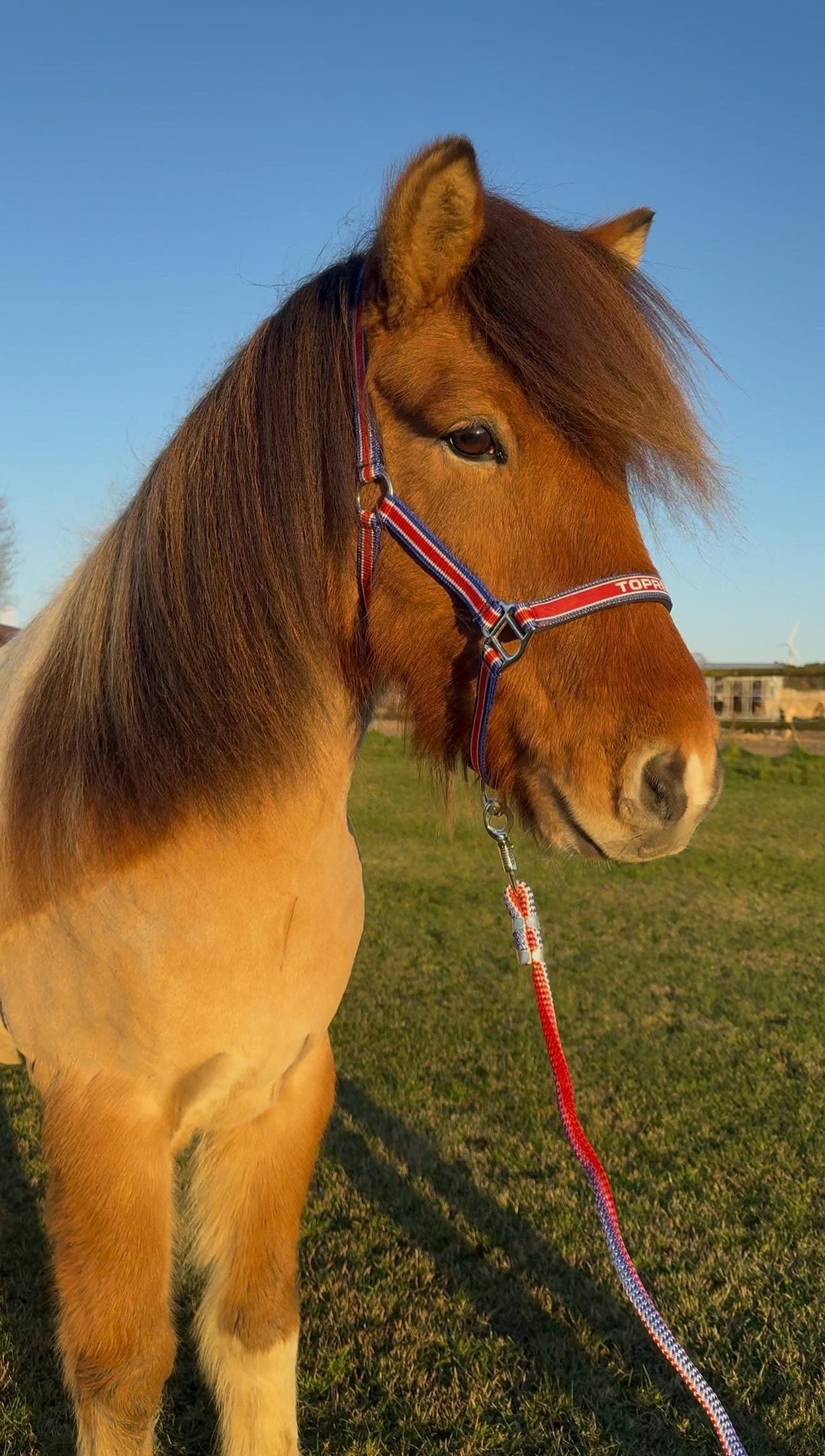 Alsvinnur sinaguenther-islandpferde