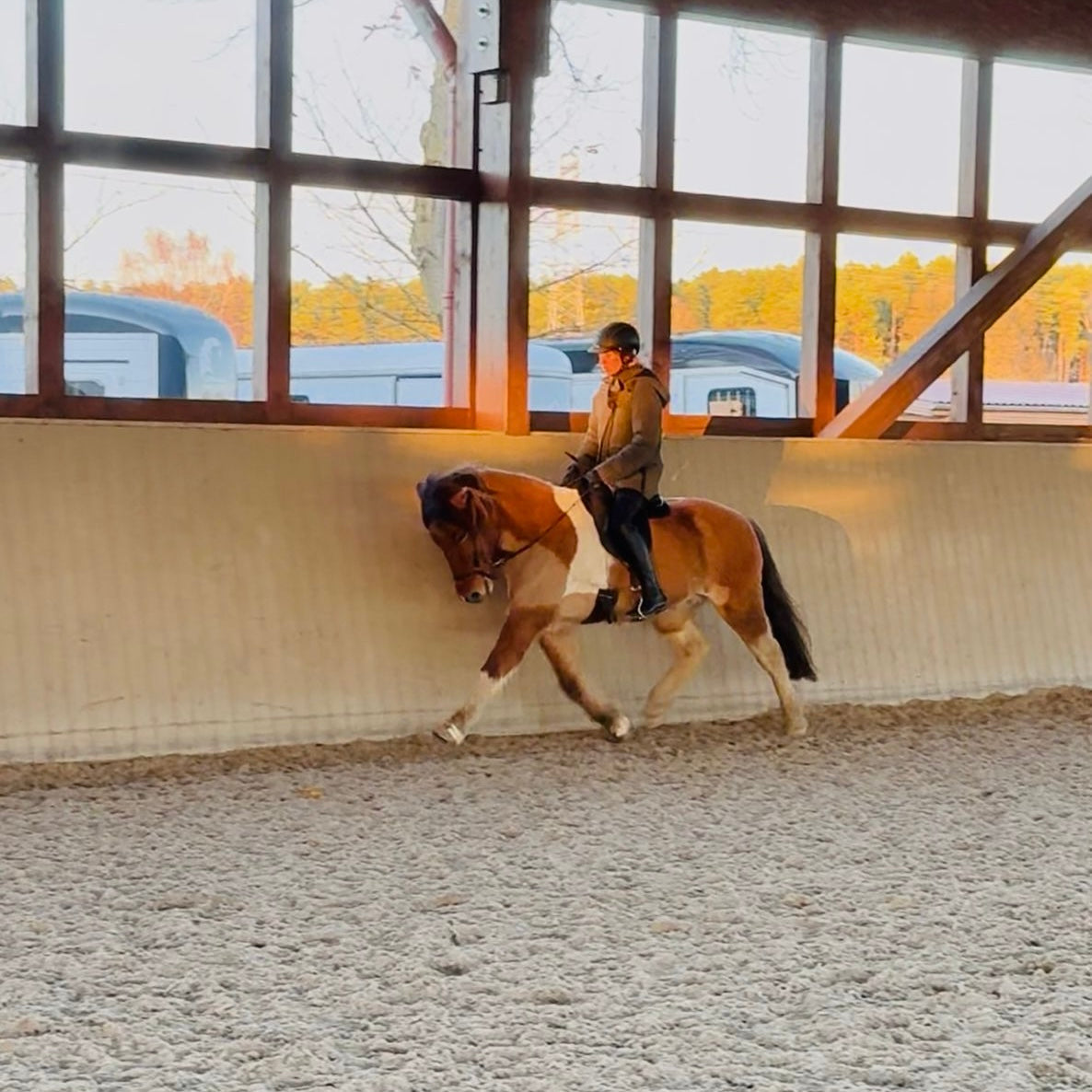 Alsvinnur sinaguenther-islandpferde