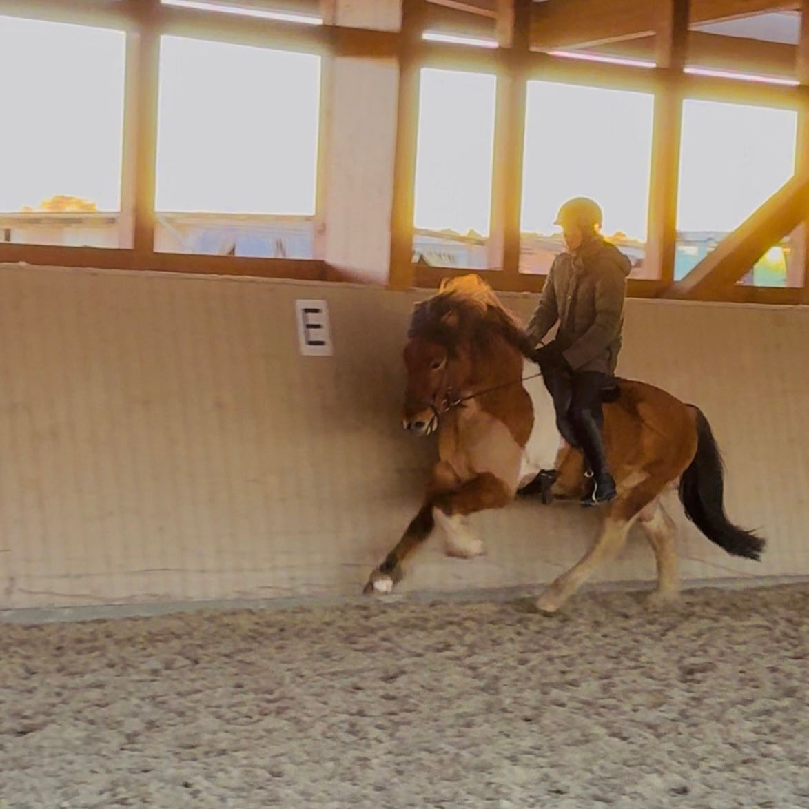 Alsvinnur sinaguenther-islandpferde